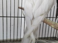 2 yaşında erkek sultan papağanı