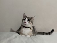 Gri tekir kedi