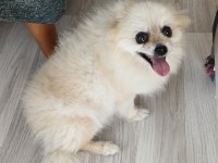 Krem rengi dişi eğitimli pomeranian küçük ırk