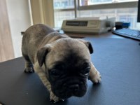 Acil yuva arıyoruz french bulldog
