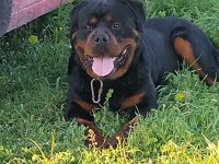 Macar kafa rottweiler yavrular