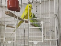 Jumbo muhabbet