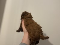 2 buçuk aylık aşılı erkek poodle yavrular