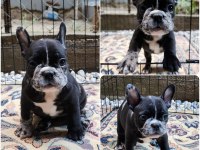 SEVİMLİ FRENCH BULLDOG YARAMAZLAR