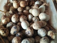 Kuluçkalık bıldırcın yumurtası mevcuttur en ucuz