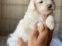 Toy poodle yavrumuz dişi