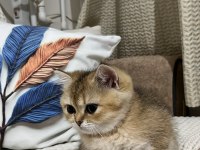 British Shorthair Kedisi