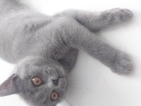 British Shorthair 2,5 Aylık