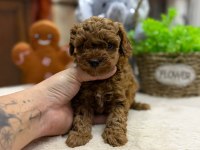 Safkan Maltipoo Yavrular Teacup Bakırköy