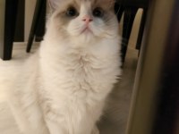 Şampiyon Anne Babanın Şecereli Ragdoll Yavruları