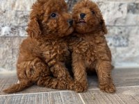 Show Cllas Red Brwon Toy Poodle Yavrular