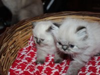 Dişi ve erkek 2 aylık british longhair