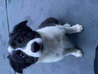 Full Eğitimli Yavru Border Collie