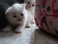 British shorthair karne hediyesi kediler