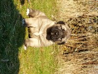ALEMDE TEK KÖPEĞİMİZ