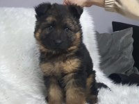 A kalite Alman kurdu yavrular