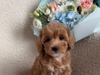 Maltipoo Yavrumuz Aşıları Yapıldı