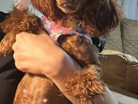 Red brown poodle kızımız
