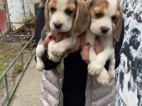 Safkan elizabet beagle yavrularım