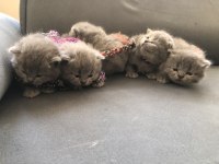 Dişi Tombul Scottish Fold Yavrular