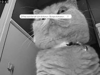 Kısırlaştırılmış çok uysal british shorthair Lili Hanım