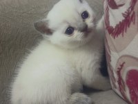 Melek Kedilerim İlanda