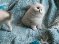 EN GÜZEL KEDİLER BİZİZ