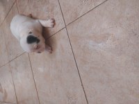 French bulldog yavrular 45 günlük