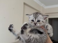British Shorthair Yavrular