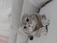 Sahiplendirilecek Scottish Fold Kedimiz