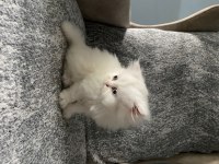 Exotic shorthair yavru 50 günlük