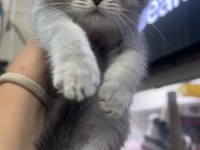 Scottish fold dişi blue golden
