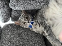 British shorthair kedimiz gayet sağlıklı