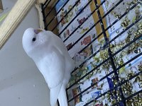 Yavru muhabbet kuşu mükemmel
