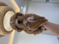 party color maltipoo