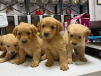 Son 3 Erkek Golden Retriever Bebekler