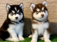 KUSURSUZ ANATOMİ HUSKY YAVRULARIMIZ