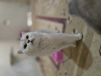 Silver scottish fold dişi