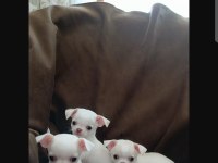 Şivava (chihuahua) yavruları