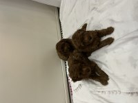 Evimde baktığım toy poodle yavrularım