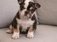 İngiliz buldog çok şirin yavrular 