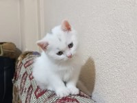 55 günlük beyaz british shorthair