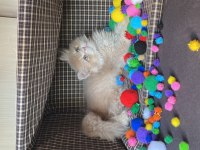 British Longhair Pamuk Şekerler