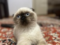 Scottish Fold Seal Point (3 Aylık Dişi)