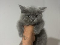 Top Kafa Üst Sınıf British Shorthair Yavrular