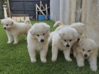3 ERKEK 1 DİŞİ SAMOYED BEBEKLER