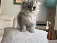 YUVA ARAYAN MİNİK PRENS KEDİMİZ