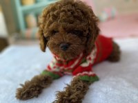 Yavru Toy Poodle