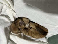 Chihuahua Yavrularımız Yeni Sahiplerine Bekliyor