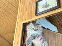 British Longhair Yavrularımız Yuvalarını Arıyor